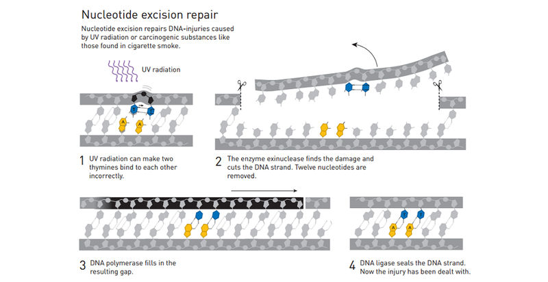 Illustration for article titled DNA Repair Earned the Nobel Prize in Chemistry, and Here's Why
